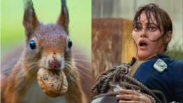 FALLOUT’s Ella Purnell To Star in Killer Squirrels Horror-Comedy Movie, THE SCURRY