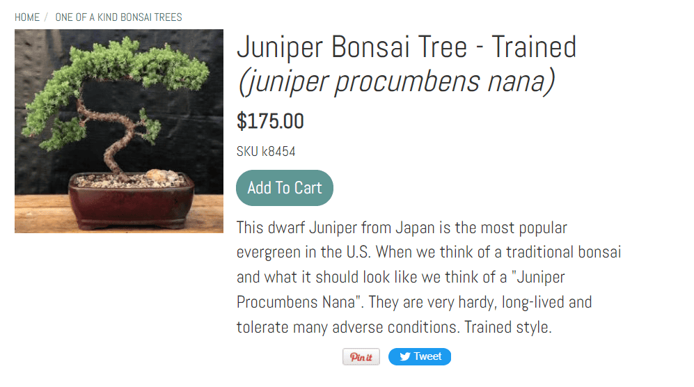 Bonsai Boy Juniper Bonsai Tree